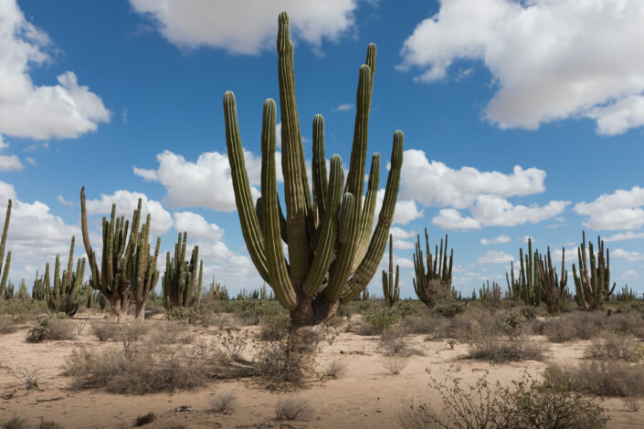 Pachycereus pringlei forest in Sonoran Desert, Sonora, Mexico.Photo.